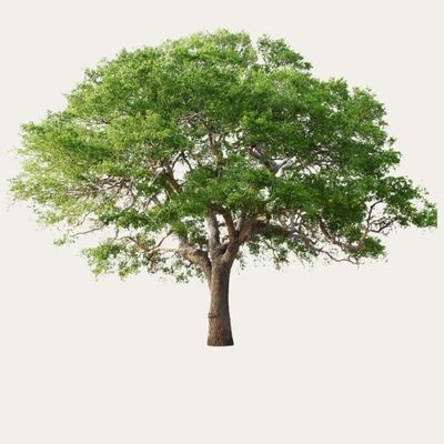 Arbre et Voyage de vie